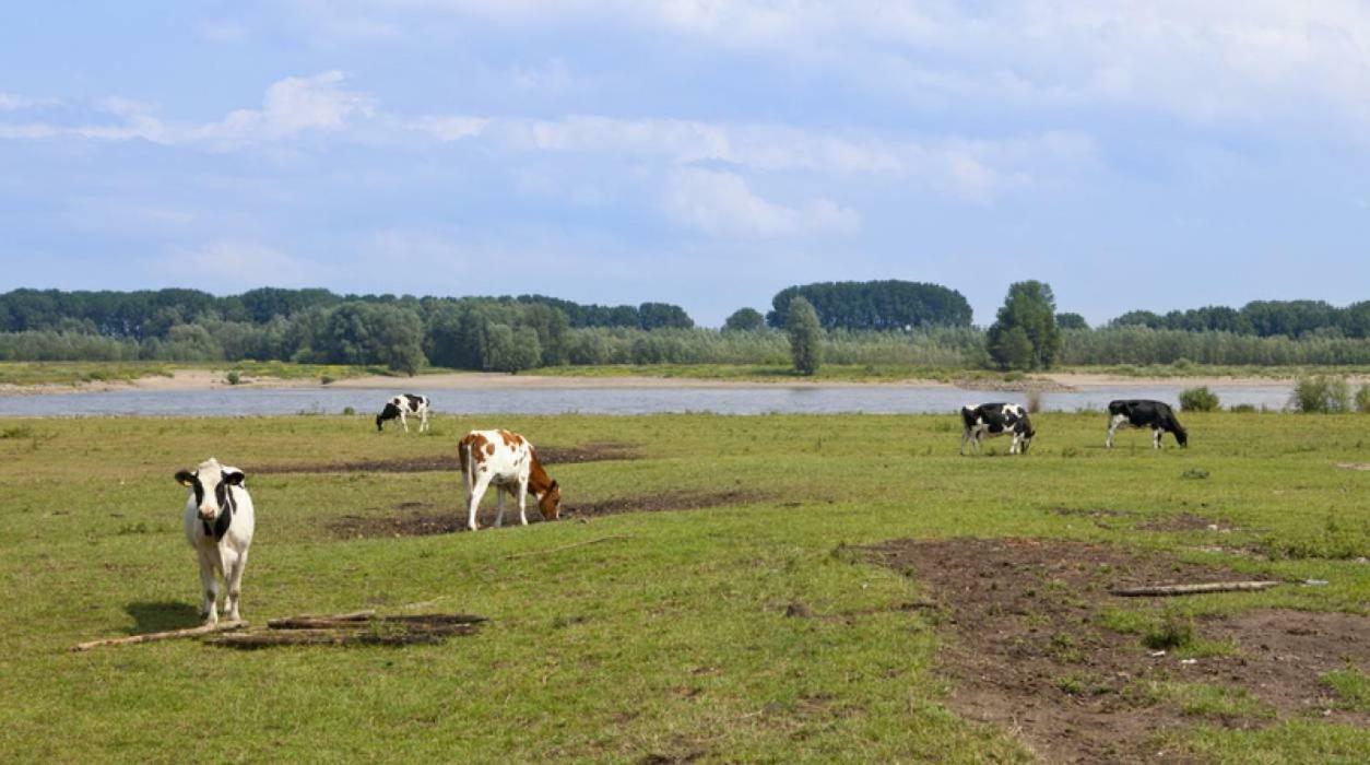 Hoeve De Pippert Hotel Ophemert Екстериор снимка